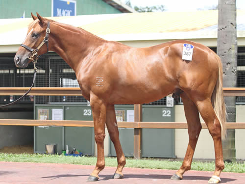 HUSSONET/OLYMPIC HALO COLT